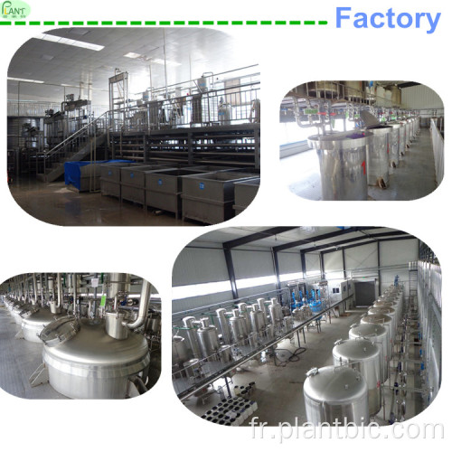 Fourniture d&#39;usine Pure Natural Plant Extrait Thai Ginseng Extrait
